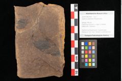 Foto (Objekt + Etikett) von Quercus mediterranea, Unger (NHMW-GEO-2024-0188-0949)